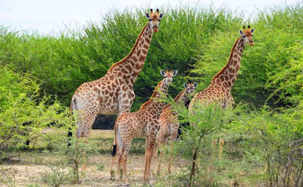Africa Giraffes