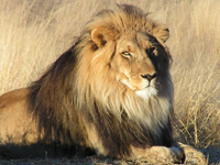 Lion Tanzania