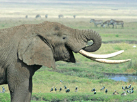 Tanzania elephant