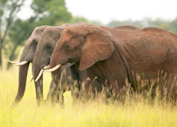 Three elephants Tanzania