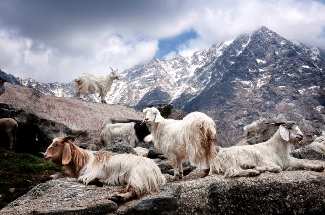 Top Safaris Mountain Goat India KD