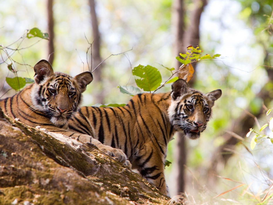 India Tiger KD