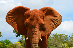 Elephant Africa Travel