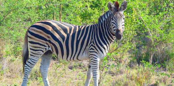 Africa Zebra