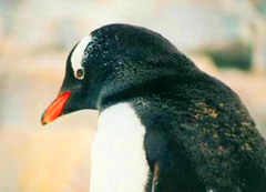 Antarctica Penguin