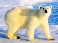 Europe travel - Arctic Polar Bear