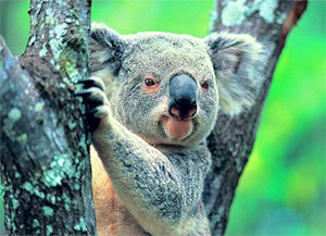 Australia Koala