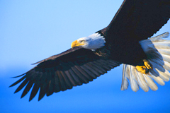 Alaska USA Bald Eagle