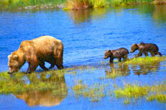 Alaska USA Bears