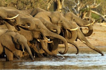 Elephant Herd