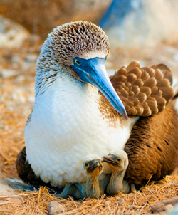 Ecuador and Gálapagos travel information - Blue footed booby Galapagos Ecuador
