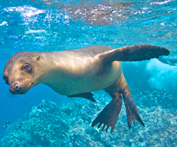 Ecuador and Gálapagos travel information - Ecuador Galapagos Sea Lion LB