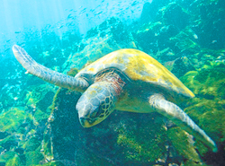 Ecuador and Gálapagos travel information - Galapagos Ecuador Sea Turtle
