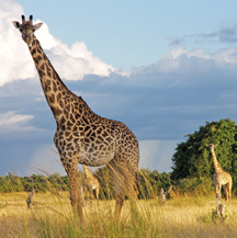 Giraffes Africa