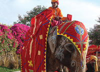 India Elephant