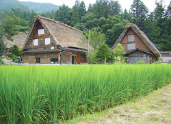 Japan Gassho-zukuri at Shirakawa