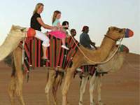 camels in Morocco