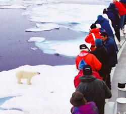 Arctic Expedition Polar Bear from Ship