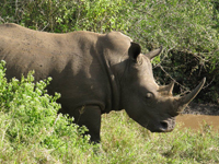 South Africa Rhino