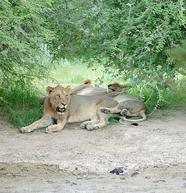 South Africa Lions