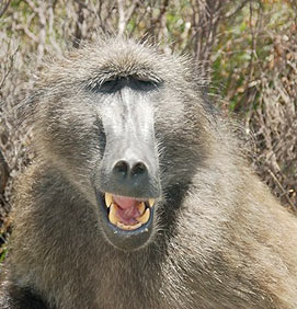South Africa Monkey