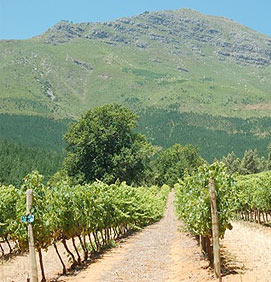 South Africa Vineyards