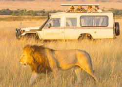Tanzania Lion