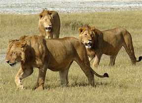 Zimbabwe and South Africa Tour Lions