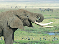 Tanzanian Elephant