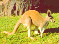 Top Island Destinations Kangaroo Island Australia