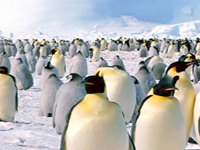 Top Ten Winter Destinations Antarctica