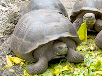 Ecuador and Gálapagos travel information - Galapagos Ecuador Turtles