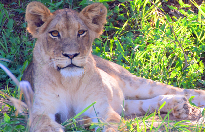 safari-lion-cub