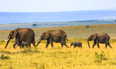 Sri Lankan Elephants