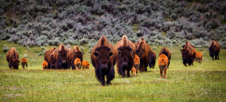 Buffalo in Yellowstone Park