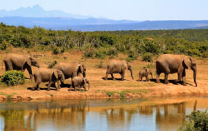 africa elephants