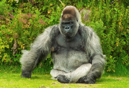 Rwanda Gorilla Trekking | Luxury Rwanda Primate Safari 