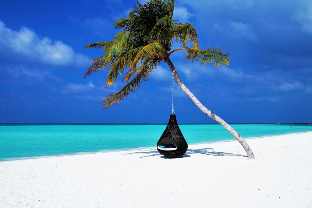 Maldives island beach and palm tree