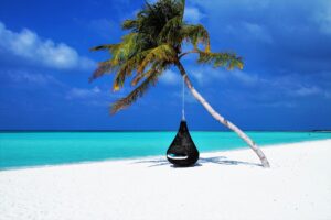 Palm tree beach