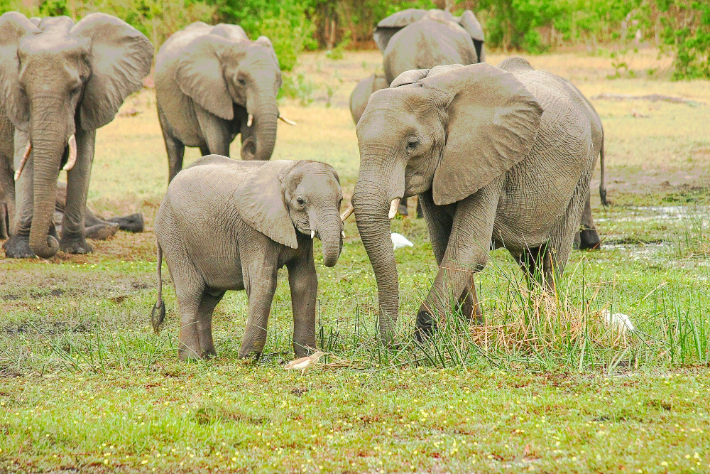 Africa elephant herd