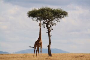 Africa giraffe