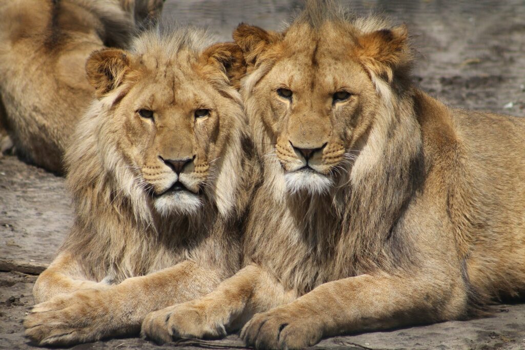 Africa lions