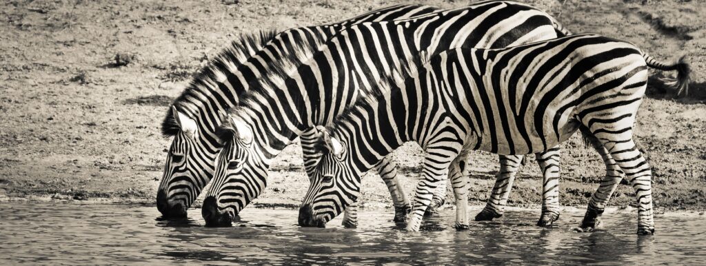 Africa zebra drinking water