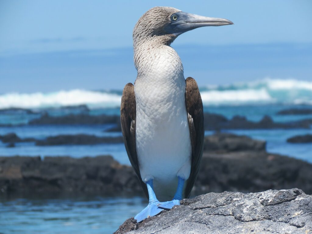 Blue footed boobies in Galapagos, Ecuador