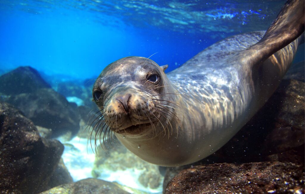 Galapagos Seal