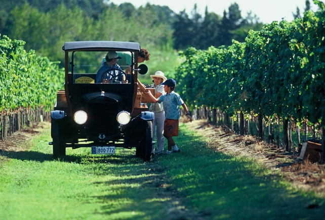 Uruguay Vineyard