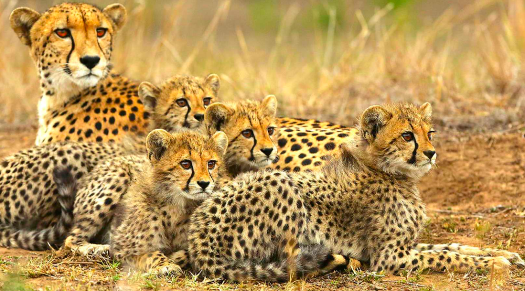 African Travel Cheetahs