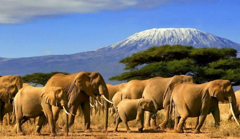 African Travel Elephant Herd