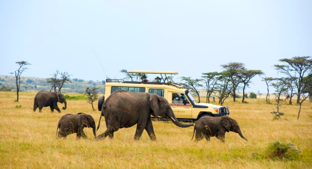 African Travel Elephants