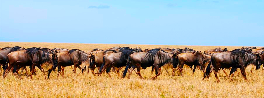 Multigenerational Africa wildebeasts